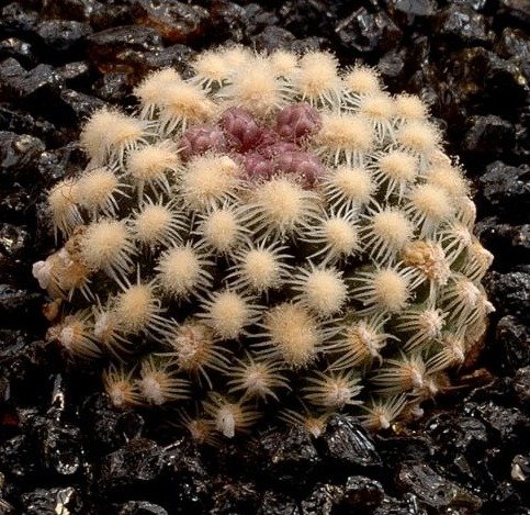 Pediocactus_knowltonii